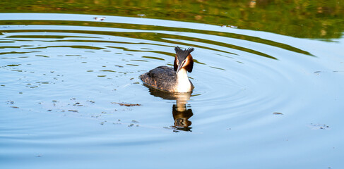 Close up of a Great Crested Grebe (Podiceps cristatus)
