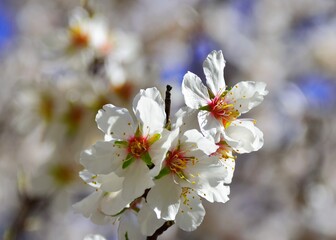 Obraz premium tree blossom