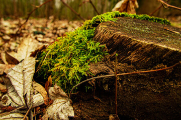 moss on old tree