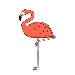 Vector outline cartoon pink peach flamingo isolated on white background. Doodle animal stands on one leg, sleeps, eyes closed.