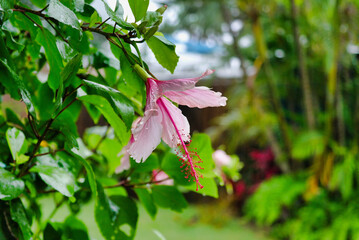 Hibiskus in pink © edik84