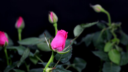 Small pink rosebuds on a black background