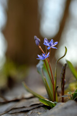Scilla vindobonensis macro picture. Squill, in the family Asparagaceae, subfamily Scilloideae