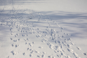 Traces of various animals in the freshly fallen snow. Sunny winter weather.