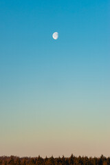 Moon on blue sky above forest horizon in the morning