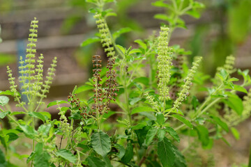 Holy basil flowers (Ocimum tenuiflorum)