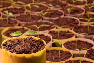 Pepper seedlings for grreenhouse pepper production, young organic seedlings, blue and red light for plant growing
