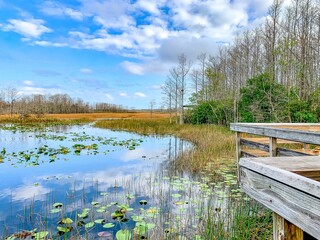 lily pads in a swamp in Florida in winter