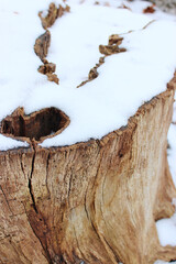 close up of tree trunk