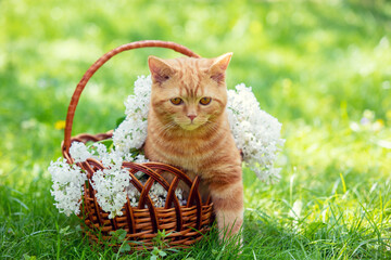 Beautiful spring portrait of a red kitten in a basket with white lilac flowers in the garden - Powered by Adobe