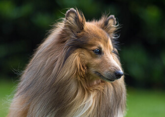 portrait of a dog