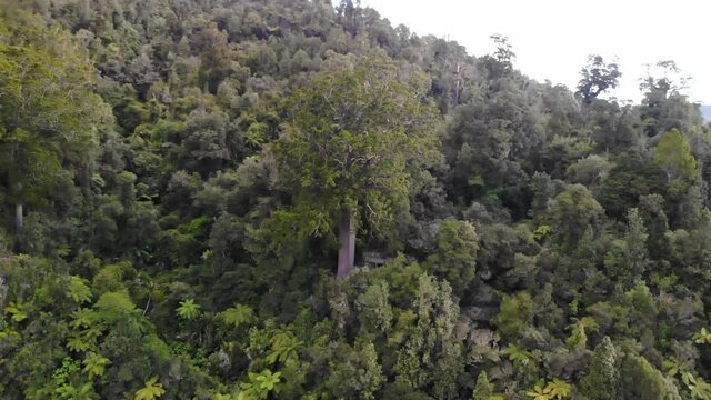 Aerial orbit of Square Kauri tree reveal of 3 another majestic Kauri trees. New Zealand