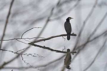 Bird in a mirror