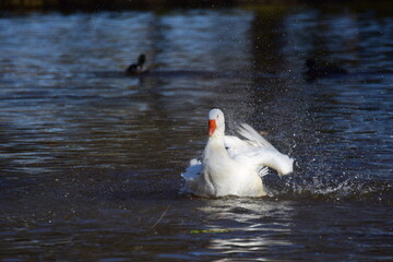 Naklejka premium A white goose swims on a lake and cleans her plumage in the water