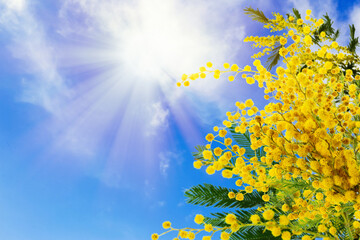 Fototapeta na wymiar Beautiful bright mimosa flowers outdoors on sunny day. Space for text