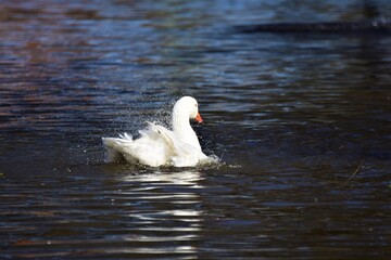 Fototapeta premium A white goose swims on a lake