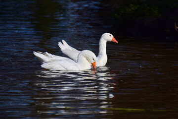 Two white geese are swimming on a lake
