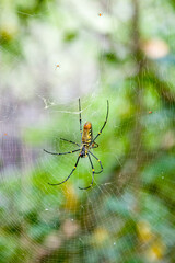 A female giant golden orb weaver (Nephila pilipes) and several male  in Sungei Buloh Wetland Reserve Singapore.  
It resides all over countries in East and Southeast Asia. 
Females are large.