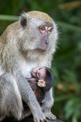 The baby crab-eating macaque (Macaca fascicularis) sucking mother's breast in 
Sungei Buloh Wetland Reserve Singapore. 
A primate native to Southeast Asia 
It has a long history alongside humans.