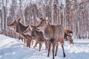 Spotted deer on a farm on a background of winter forest.