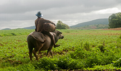Farmer on ox in a rural landscape, near Inle Lake, Myanmar (Burma), Asia