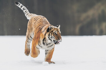 Siberian Tiger running in snow. Beautiful, dynamic and powerful photo of this majestic animal. Set in environment typical for this amazing animal. Birches and meadows