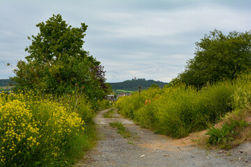 Path between meadow and bushes with a view of Ostheim, Bavaria, Germany