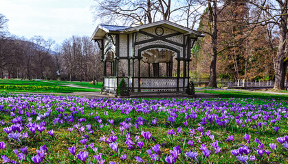 Crocuses in the spa gardens Baden Baden_Germany, Europe