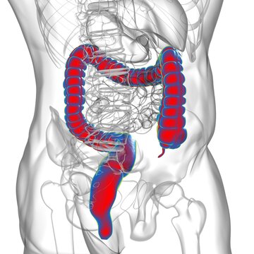 Large Intestine 3D Illustration Human Digestive System Anatomy