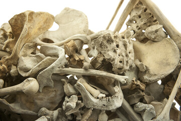 Large amount of human bones thrown into a mass grave