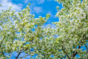 blossoming apple tree