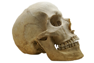 Old human skull of the sixteenth century
