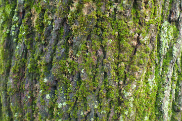 Grey bark covered with mint green lichen and moss