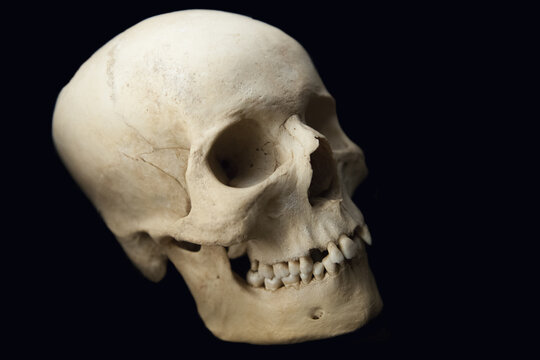 Old human skull of the sixteenth century