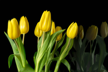 Tulipany