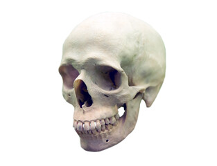 Old human skull of the sixteenth century