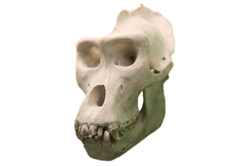 Skull of a gorilla isolated on a white background.