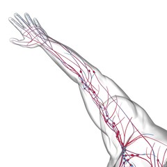 Obraz na płótnie Canvas Human Lymph Nodes Anatomy For Medical Concept 3D Rendering