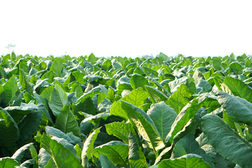 Tobacco plant cultivation field with large  blurred background, close up. Tobacco big leaf crops growing in plantation field
