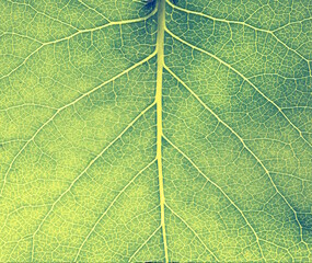 Vegetative background. Close up leaf texture