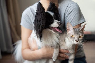 A woman holds in her hands a brush sphinx cat and a papillon dog