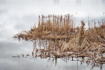 Dry Typha Latifolia flowers , also called Cattails, in the snow close to the frozen Dnieper river...