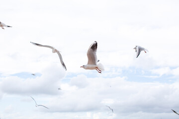 Gulls fly in the sky close-up