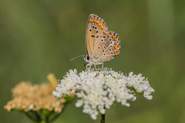 Lycaenidae, Polyommatus agestis, perched on a flower in its natural habitat.