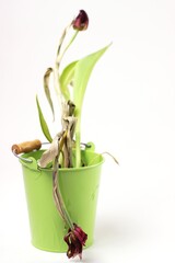 Withered red  tulips in green metal pot on white  background.Focus on the lower tulip.