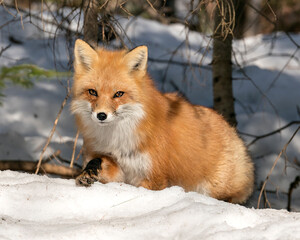  Red Fox Stock Photos. Fox Image. Close-up looking at camera in the winter season in its...