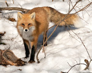  Red Fox Stock Photos. Fox Image. Close-up looking at camera in the winter season in its environment and habitat with snow and branches background, displaying bushy fox tail, fur.