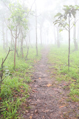 Krachiew flowers on a foggy day in Pa Hin Ngam National Park in Thailand