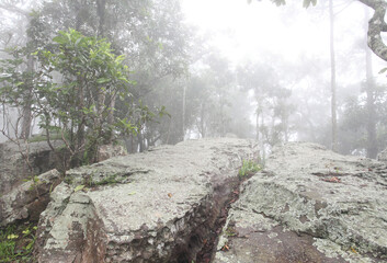 Krachiew flowers on a foggy day in Pa Hin Ngam National Park in Thailand