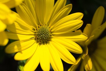 Yellow flower. Vibrant colors.